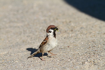 Image showing sparrow eating grasshopper