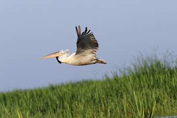 Image showing pelican in flight over reeds