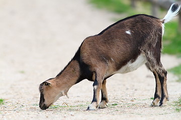 Image showing young goat eating on gravel