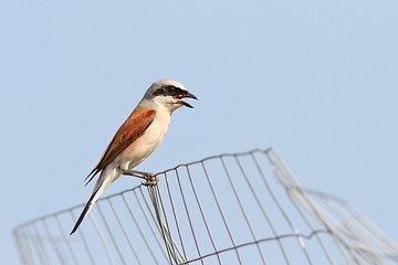 Image showing lanius collurio on abandoned wire fence