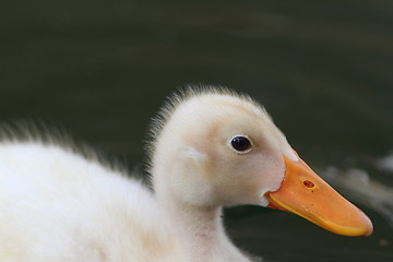 Image showing duckling portrait