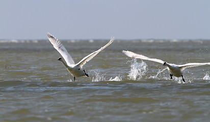 Image showing two mute swans taking off