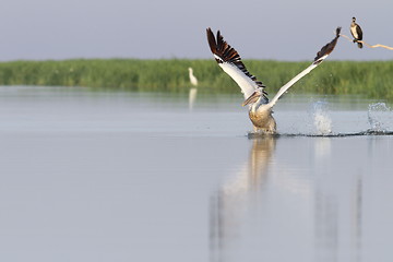 Image showing pelican taking flight from water 