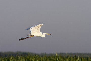 Image showing great egret flying over swamps