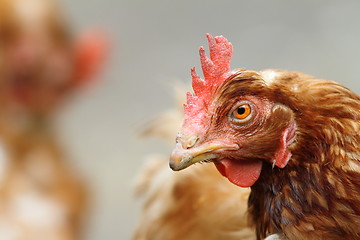 Image showing portrait of a brown hen