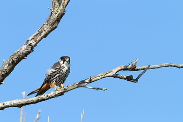 Image showing eurasian hobby on banch