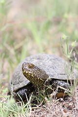 Image showing emys orbicularis