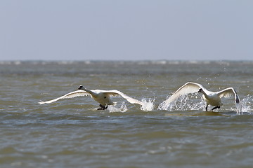 Image showing mute swans taking flight from water surface