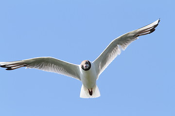 Image showing black headed gull in flight