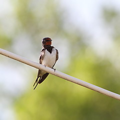 Image showing barn swallow on electric wire