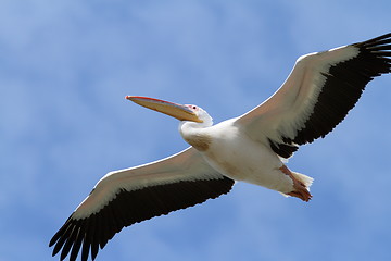 Image showing closeup of great pelican in flight