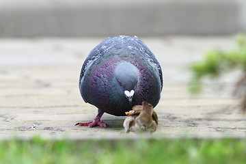 Image showing pigeon disputing bread piece with sparrow