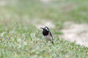 Image showing motacilla alba on ground