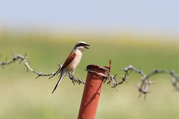 Image showing lanius collurio on barbed wire