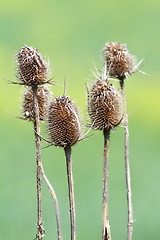 Image showing group of faded thistle