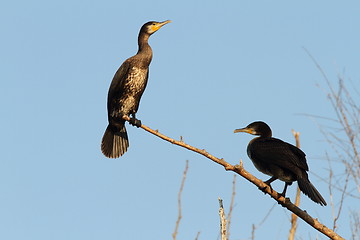 Image showing two great cormorants on branch