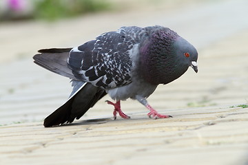 Image showing feral pigeon in mating season