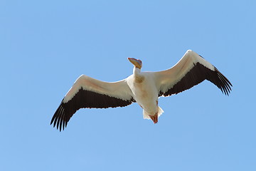 Image showing great pelican closeup, in flight 