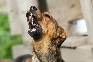 Image showing howling dog