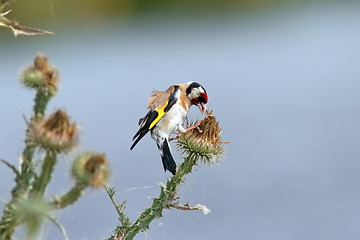 Image showing european goldfinch on thistle flower