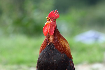 Image showing rooster singing in the morning