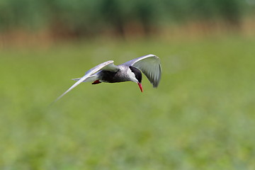 Image showing whiskered tern in flight