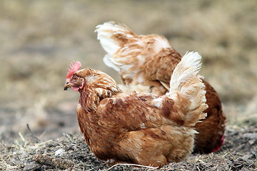 Image showing hen searching food on the ground