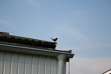 Image showing Blackbird on roof