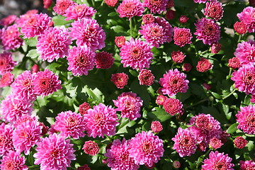 Image showing Chrysanthemum