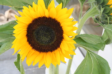 Image showing Sun flower