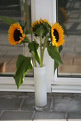 Image showing Sun flowers