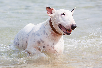 Image showing White bull terrier dog.