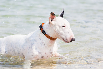 Image showing White bull terrier dog.