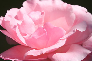 Image showing Pink rose