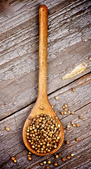 Image showing Coriander