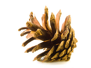 Image showing Pine Cone