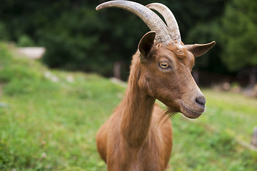 Image showing Goat