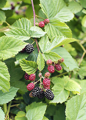 Image showing blackberry bunch