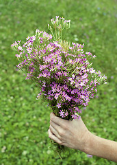 Image showing Holding flowers