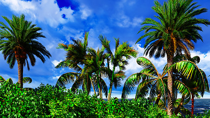 Image showing Paradise on Hawaii Island