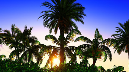 Image showing Paradise on Hawaii Island