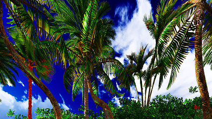 Image showing Paradise on Hawaii Island