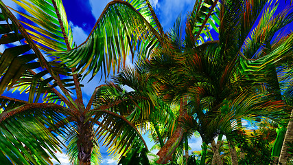 Image showing Paradise on Hawaii Island