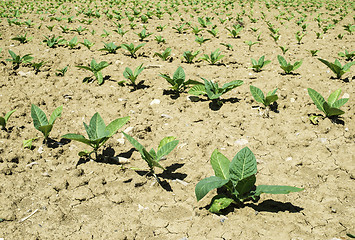 Image showing Plantation of young tobacco plants