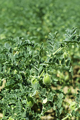 Image showing Chickpeas plantation