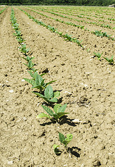 Image showing Plantation of young tobacco plants