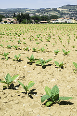 Image showing Plantation of young tobacco plants