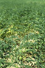 Image showing Chickpeas plantation