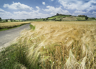 Image showing Cereal crops and farm in Tuscany