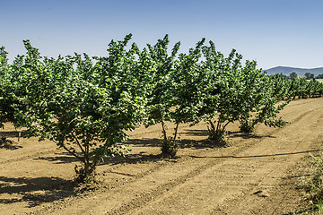 Image showing Hazel tree plantation